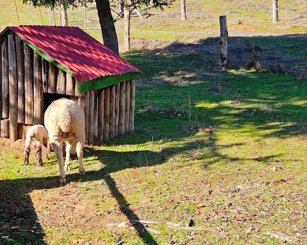 4 soveværelse Finca/Landehus til salg i Cortelazor med swimmingpool - € 398.000 (Ref: 9626513)