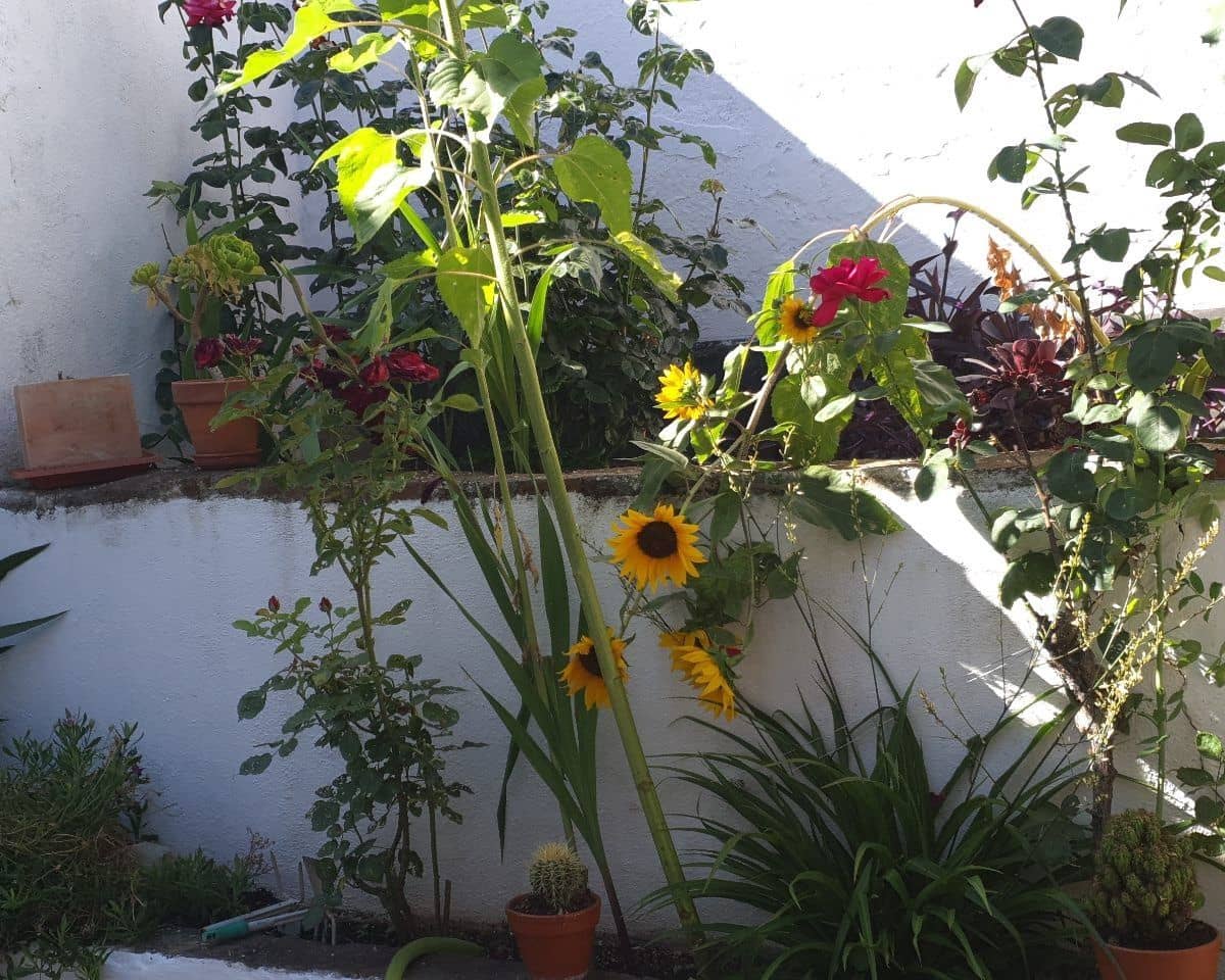 3 bedroom Townhouse for sale in Almaden de la Plata - € 233,000 (Ref: 9709055)