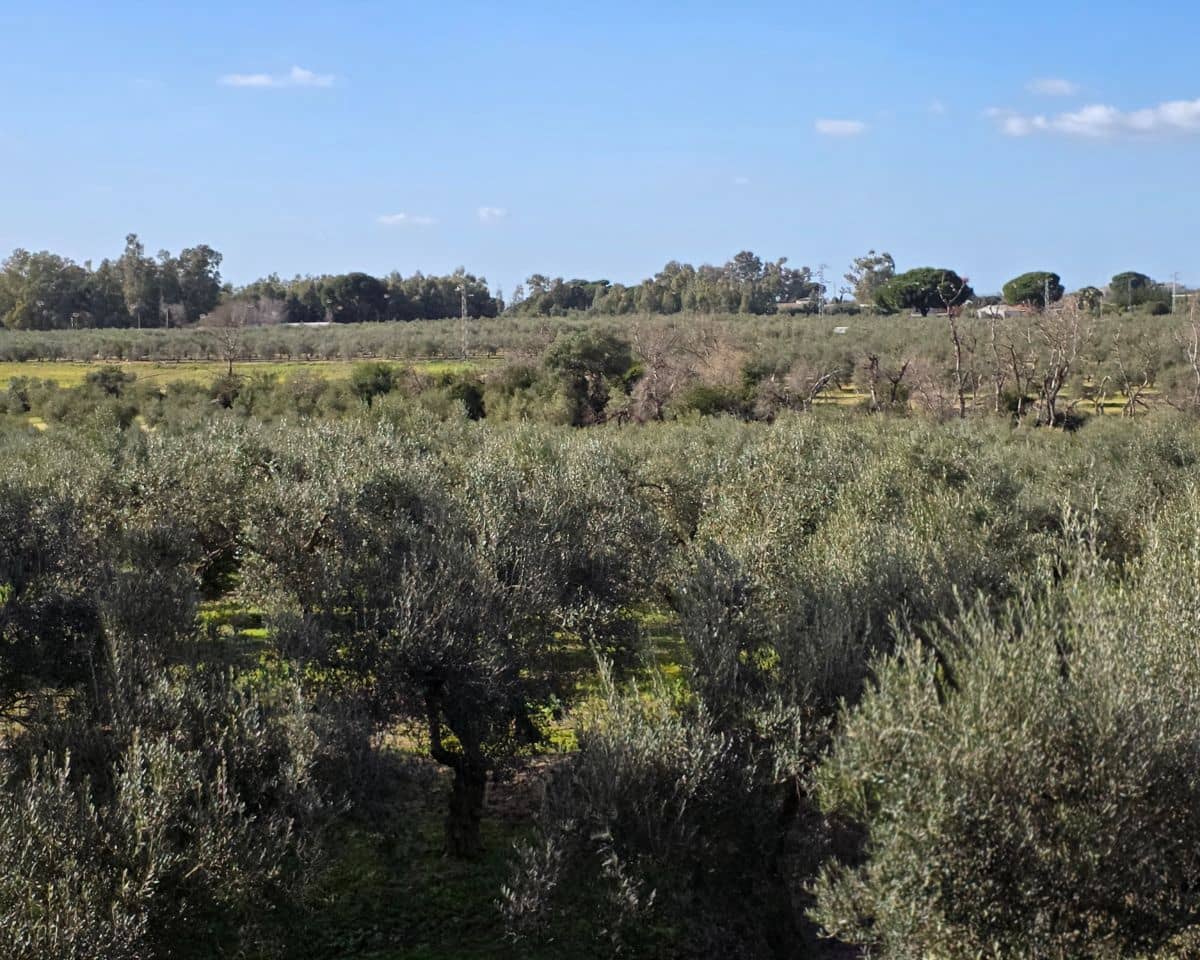 5 soverom Finca/Herregård til salgs i La Puebla de Cazalla med svømmebasseng - € 400 000 (Ref: 9769937)