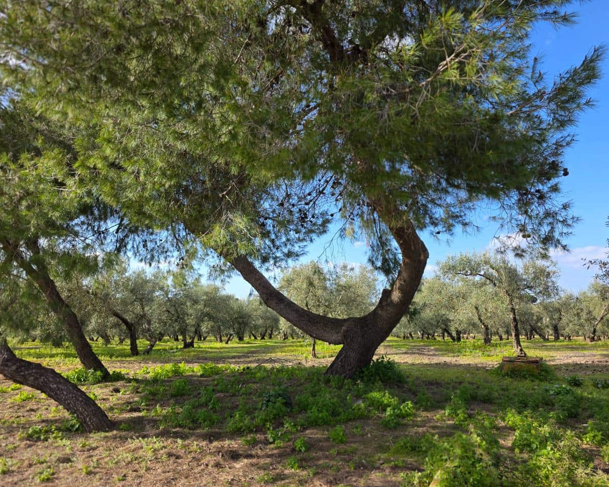 5 soverom Finca/Herregård til salgs i La Puebla de Cazalla med svømmebasseng - € 400 000 (Ref: 9769937)