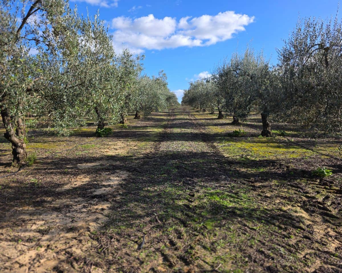 5 soverom Finca/Herregård til salgs i La Puebla de Cazalla med svømmebasseng - € 400 000 (Ref: 9769937)