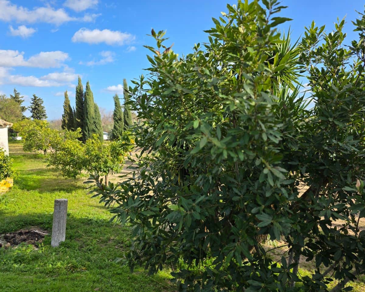 5 soverom Finca/Herregård til salgs i La Puebla de Cazalla med svømmebasseng - € 400 000 (Ref: 9769937)