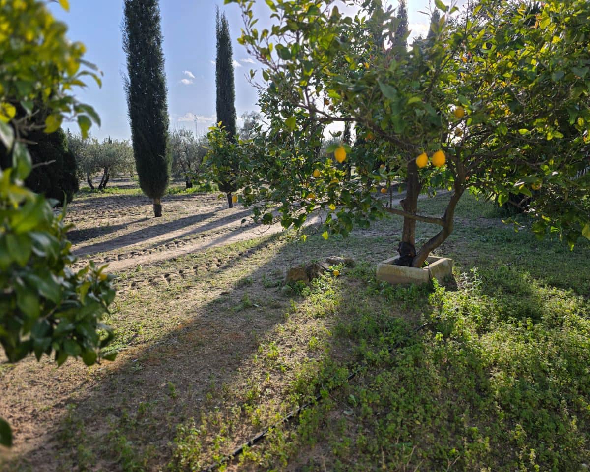 5 soverom Finca/Herregård til salgs i La Puebla de Cazalla med svømmebasseng - € 400 000 (Ref: 9769937)