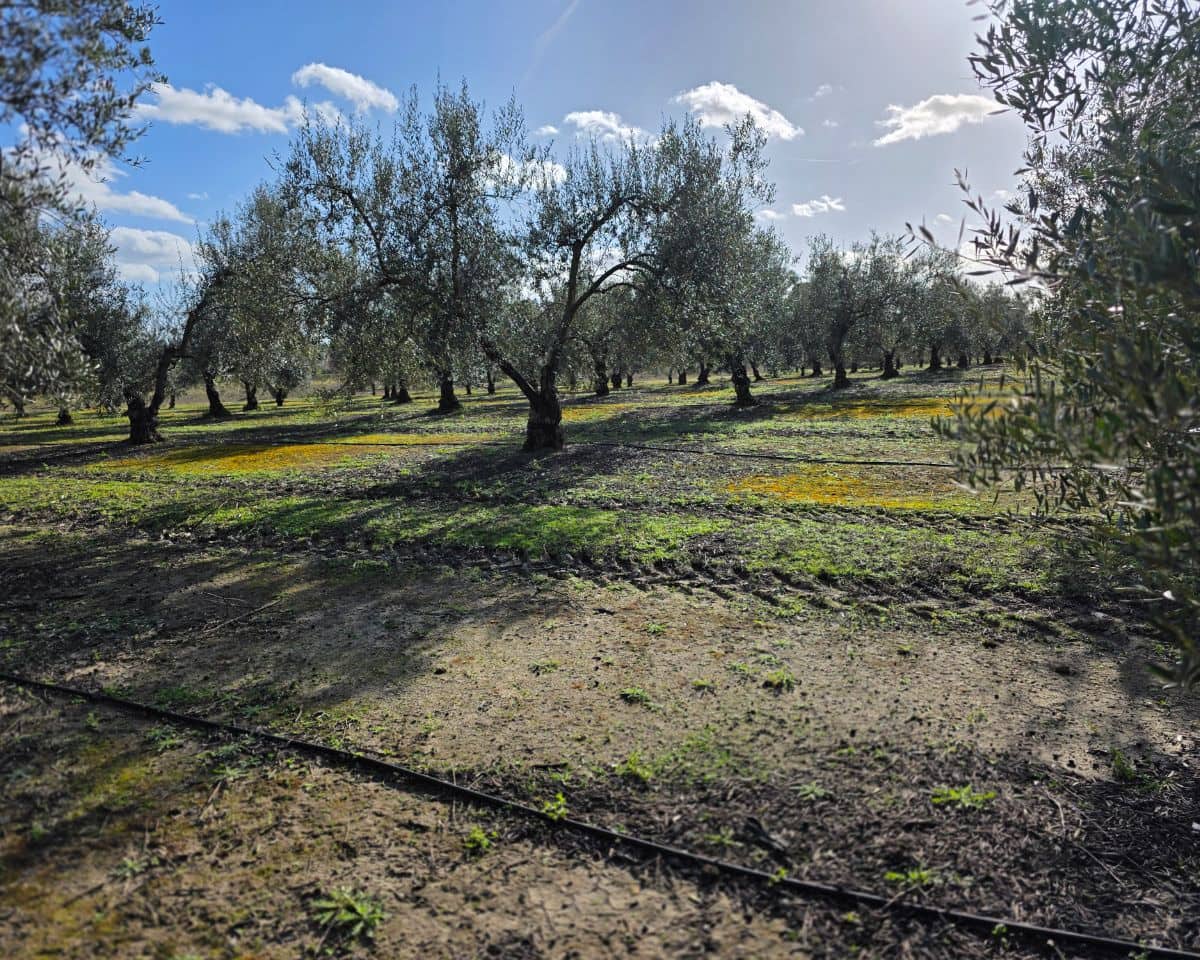 5 soverom Finca/Herregård til salgs i La Puebla de Cazalla med svømmebasseng - € 400 000 (Ref: 9769937)