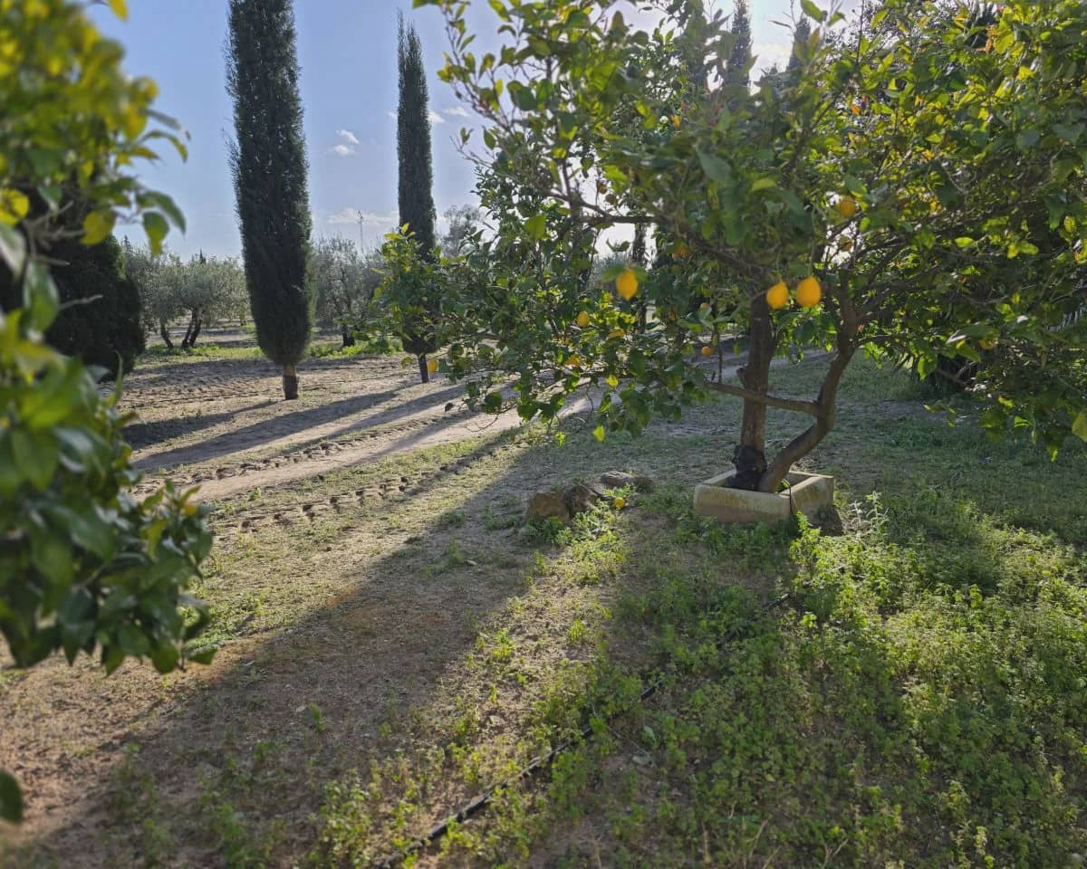 5 bedroom Finca/Country House for sale in La Puebla de Cazalla with pool - € 400,000 (Ref: 9769937)