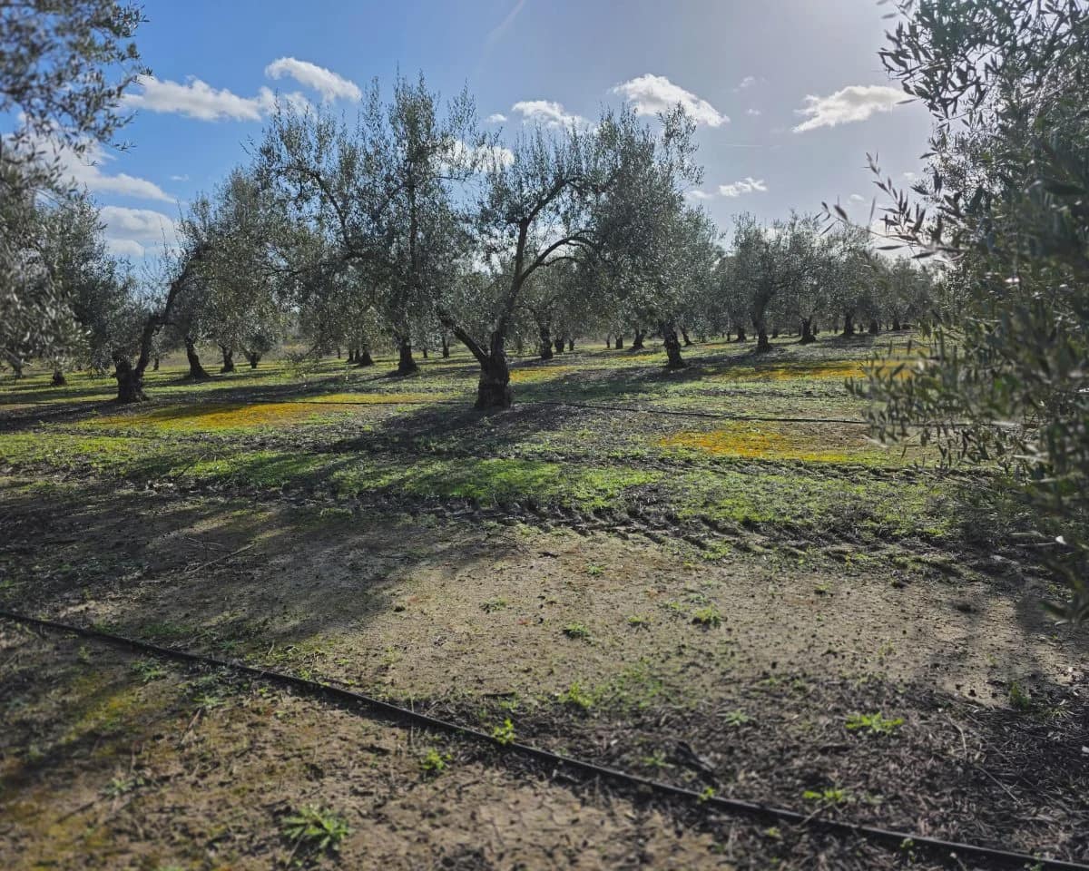 5 bedroom Finca/Country House for sale in La Puebla de Cazalla with pool - € 400,000 (Ref: 9769937)
