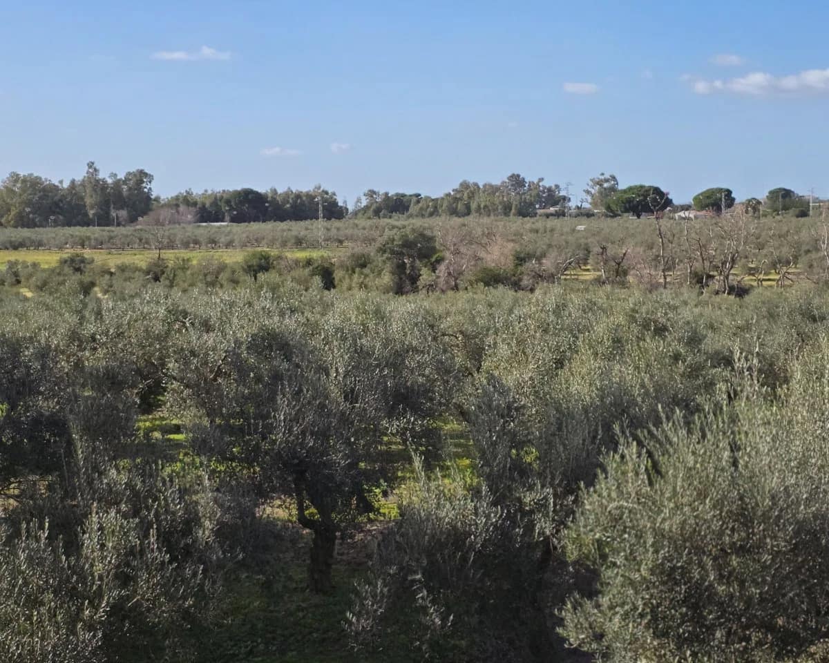 5 bedroom Finca/Country House for sale in La Puebla de Cazalla with pool - € 400,000 (Ref: 9769937)