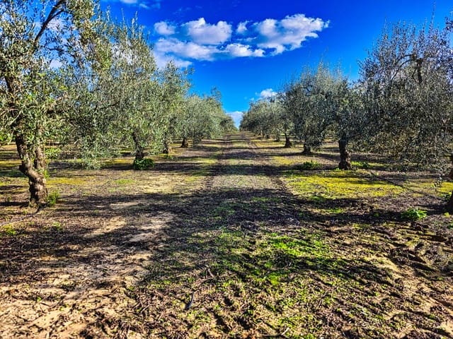5 soverom Finca/Herregård til salgs i La Puebla de Cazalla med svømmebasseng - € 400 000 (Ref: 9769937)