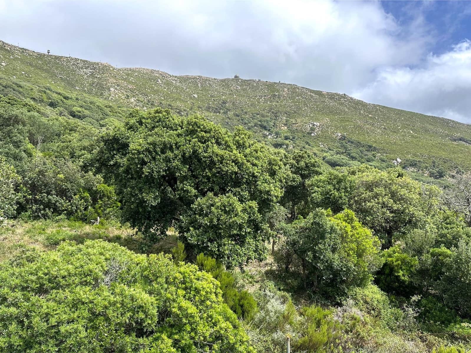 Byggegrund til salg i Tarifa - € 375.000 (Ref: 8396835)