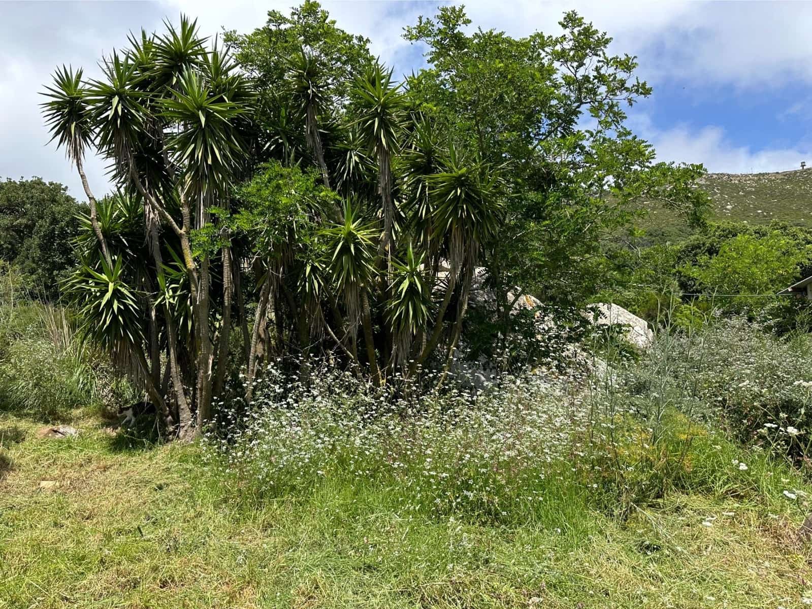 Byggegrund til salg i Tarifa - € 375.000 (Ref: 8396835)