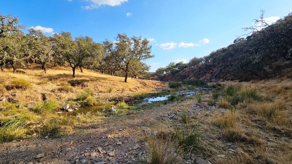 Undeveloped Land for sale in Santa Olalla del Cala - € 15,000,000 (Ref: 10100830)