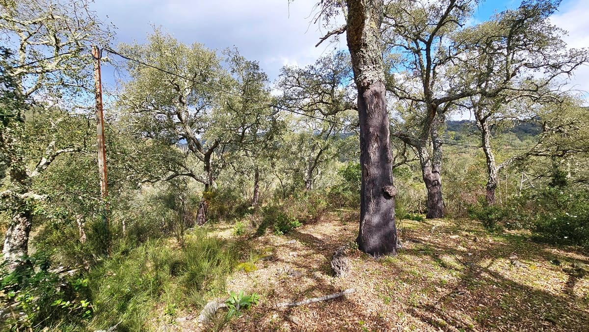 6 sypialnia Finka/Dom wiejski na sprzedaż w Cortegana z basenem - 320 000 € (Ref: 8191467)