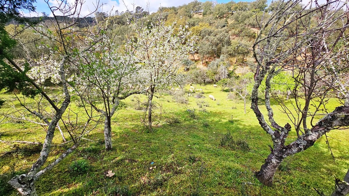 6 sypialnia Finka/Dom wiejski na sprzedaż w Cortegana z basenem - 320 000 € (Ref: 8191467)