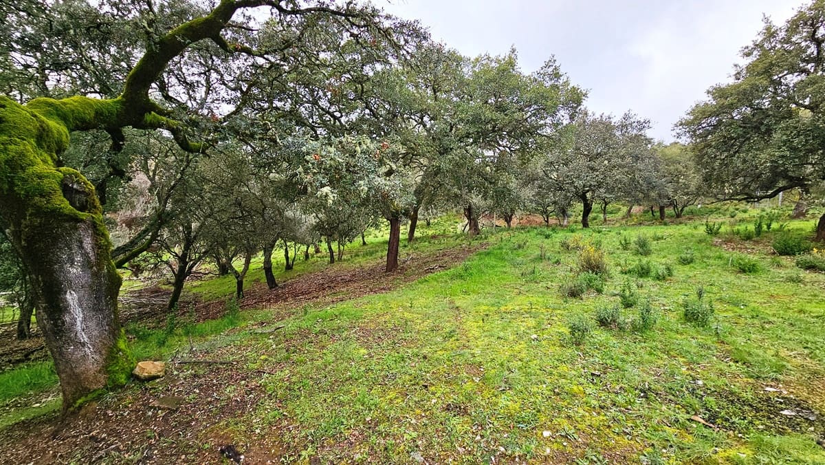 4 soveværelse Finca/Landehus til salg i Santa Ana la Real med swimmingpool - € 675.000 (Ref: 8191468)