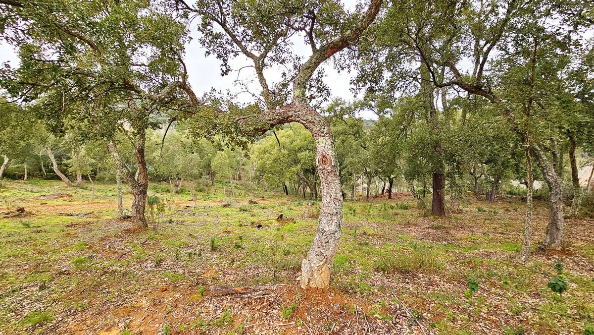 4 soveværelse Finca/Landehus til salg i Santa Ana la Real med swimmingpool - € 675.000 (Ref: 8191468)