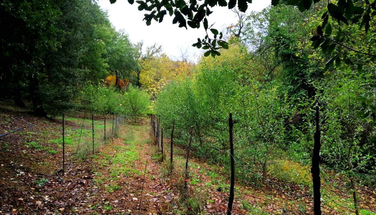 4 soveværelse Finca/Landehus til salg i Galaroza med swimmingpool - € 675.000 (Ref: 8191472)