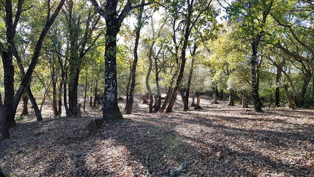 4 soveværelse Finca/Landehus til salg i Galaroza med swimmingpool - € 675.000 (Ref: 8191472)