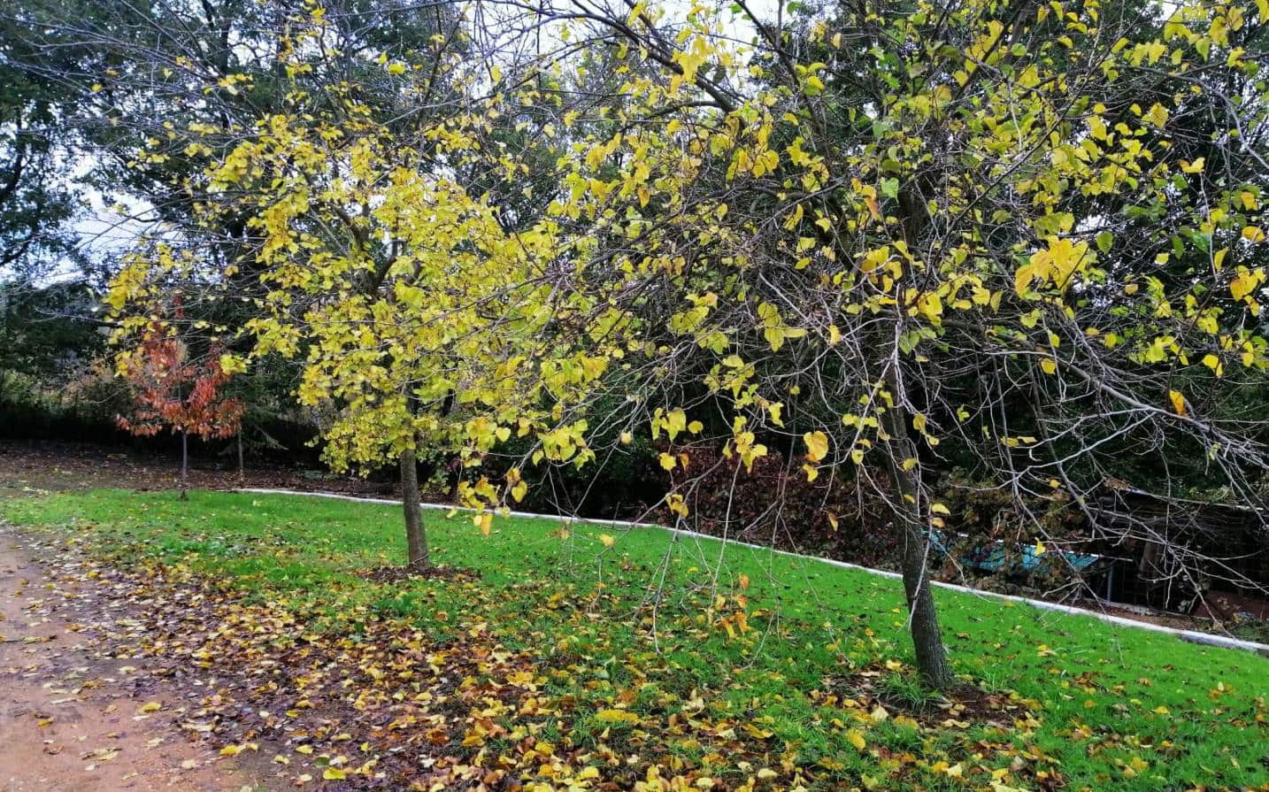 4 soveværelse Finca/Landehus til salg i Galaroza med swimmingpool - € 675.000 (Ref: 8191472)