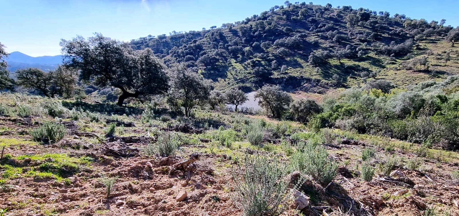 2 chambre Finca/Maison de Campagne à vendre à Zufre - 1 250 000 € (Ref: 8194283)