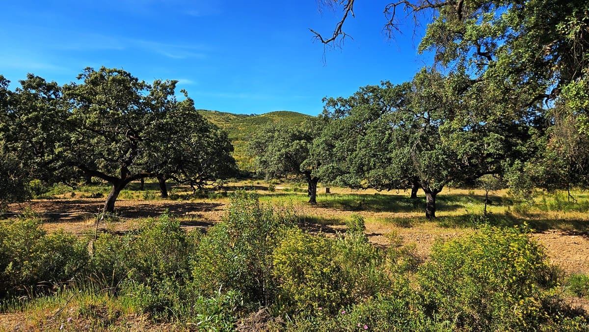 5 soveværelse Finca/Landehus til salg i Zufre - € 2.300.000 (Ref: 8386153)