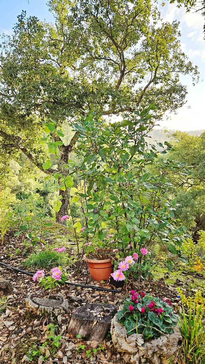 2 soveværelse Finca/Landehus til salg i Castano del Robledo med swimmingpool - € 255.000 (Ref: 8632953)