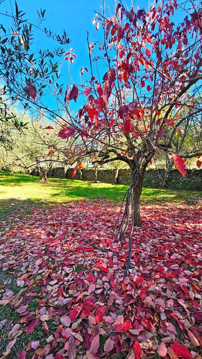 4 soveværelse Finca/Landehus til salg i Aracena - € 350.000 (Ref: 8769194)