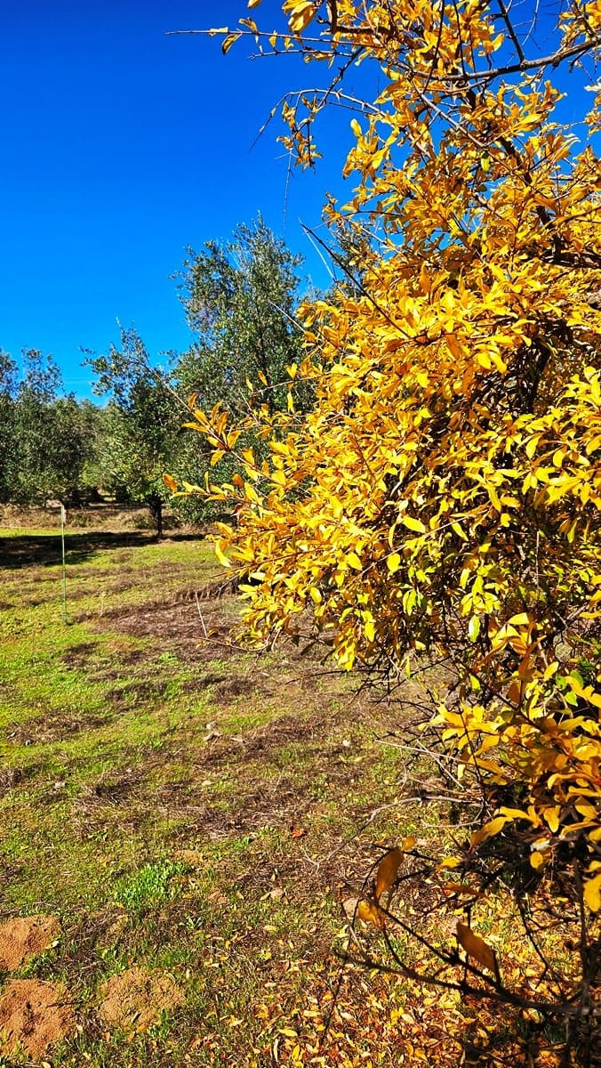 4 soveværelse Finca/Landehus til salg i Aracena - € 350.000 (Ref: 8769194)