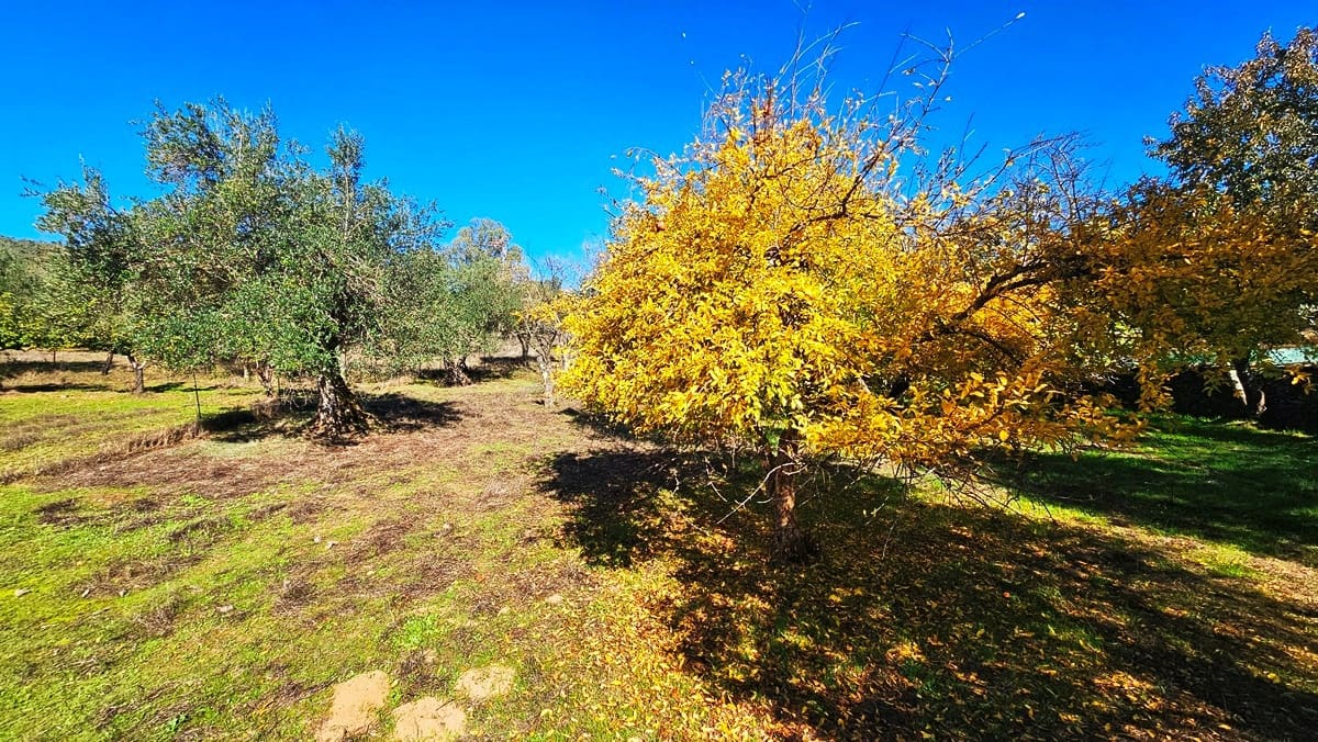 4 soveværelse Finca/Landehus til salg i Aracena - € 350.000 (Ref: 8769194)