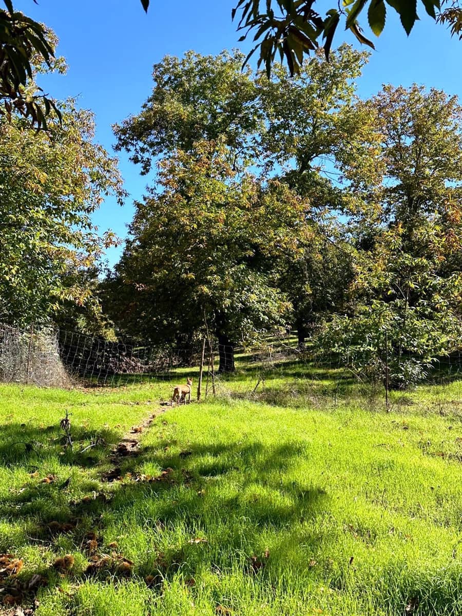 5 soveværelse Finca/Landehus til salg i Aracena med swimmingpool - € 390.000 (Ref: 8841994)