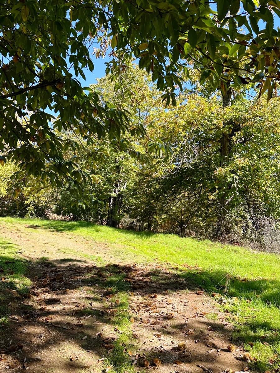 5 soveværelse Finca/Landehus til salg i Aracena med swimmingpool - € 390.000 (Ref: 8841994)