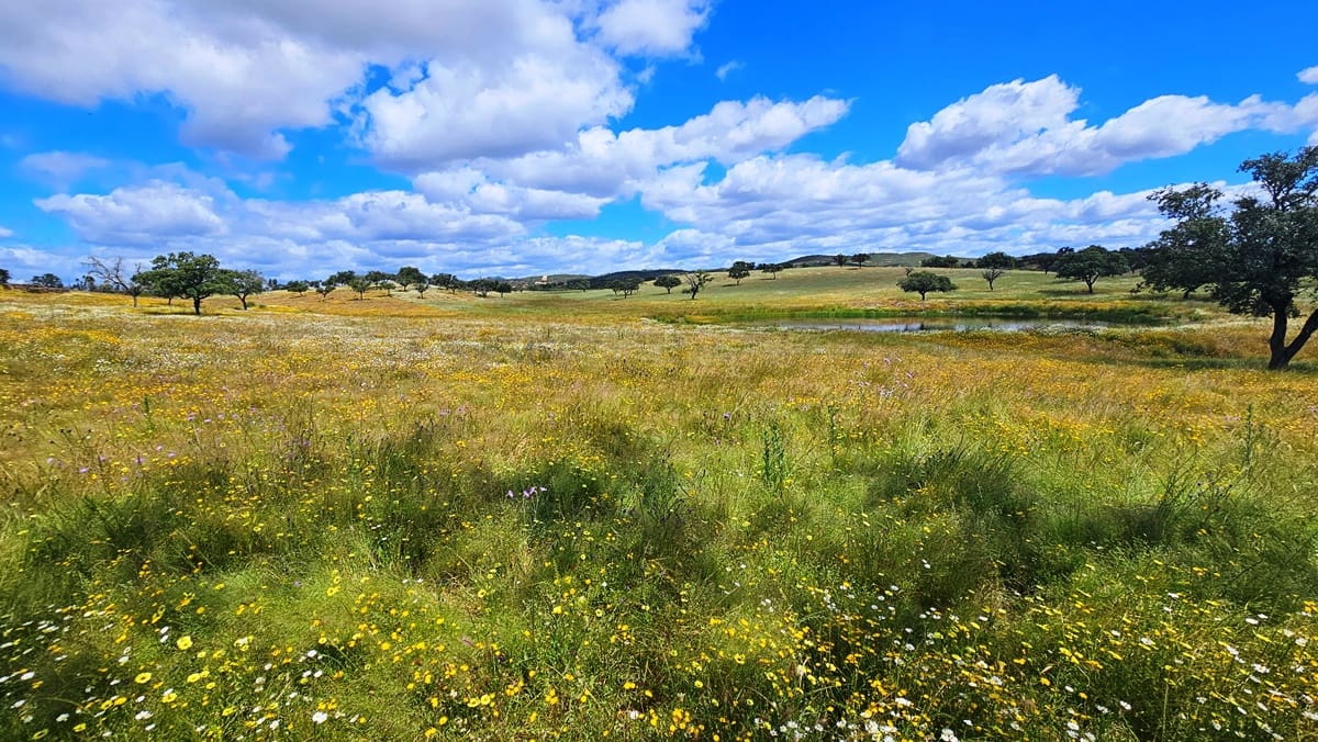 3 soveværelse Finca/Landehus til salg i Almonaster la Real - € 1.100.000 (Ref: 9025713)