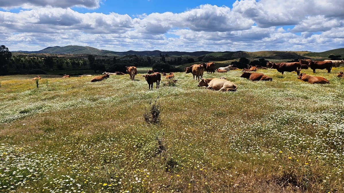 3 soveværelse Finca/Landehus til salg i Almonaster la Real - € 1.100.000 (Ref: 9025713)