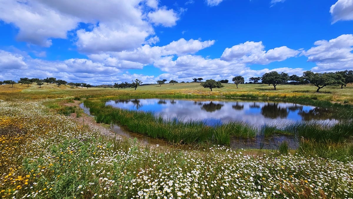 3 soveværelse Finca/Landehus til salg i Almonaster la Real - € 1.100.000 (Ref: 9025713)