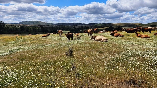 3 soveværelse Finca/Landehus til salg i Almonaster la Real - € 1.100.000 (Ref: 9025713)