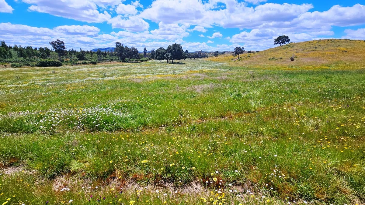 3 soveværelse Finca/Landehus til salg i Almonaster la Real - € 1.100.000 (Ref: 9025713)