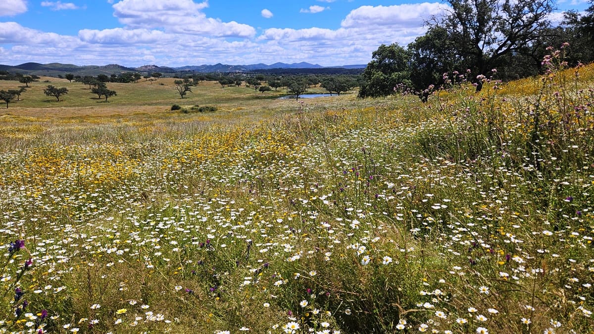 3 soveværelse Finca/Landehus til salg i Almonaster la Real - € 1.100.000 (Ref: 9025713)