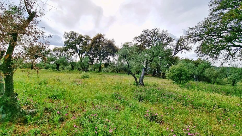 4 soveværelse Finca/Landehus til salg i Cortegana med swimmingpool garage - € 520.000 (Ref: 9037472)