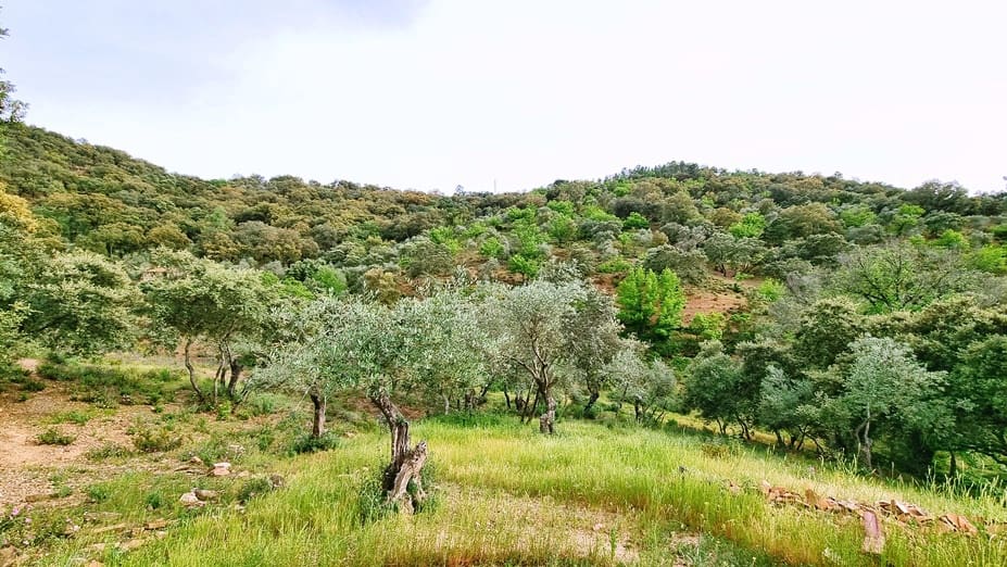 4 soveværelse Finca/Landehus til salg i Cortegana med swimmingpool garage - € 520.000 (Ref: 9037472)