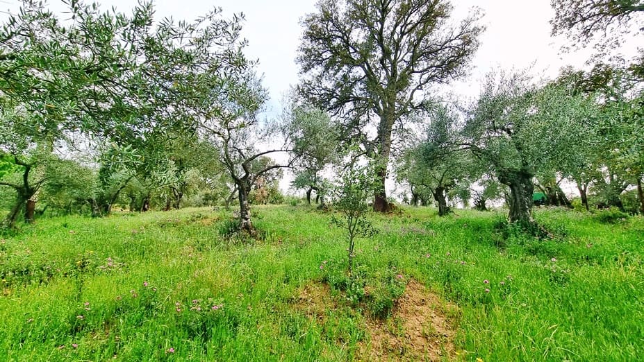 4 soveværelse Finca/Landehus til salg i Cortegana med swimmingpool garage - € 520.000 (Ref: 9037472)