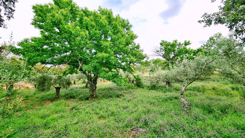 4 soveværelse Finca/Landehus til salg i Cortegana med swimmingpool garage - € 520.000 (Ref: 9037472)