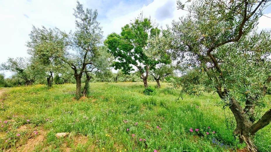 4 soveværelse Finca/Landehus til salg i Cortegana med swimmingpool garage - € 520.000 (Ref: 9037472)