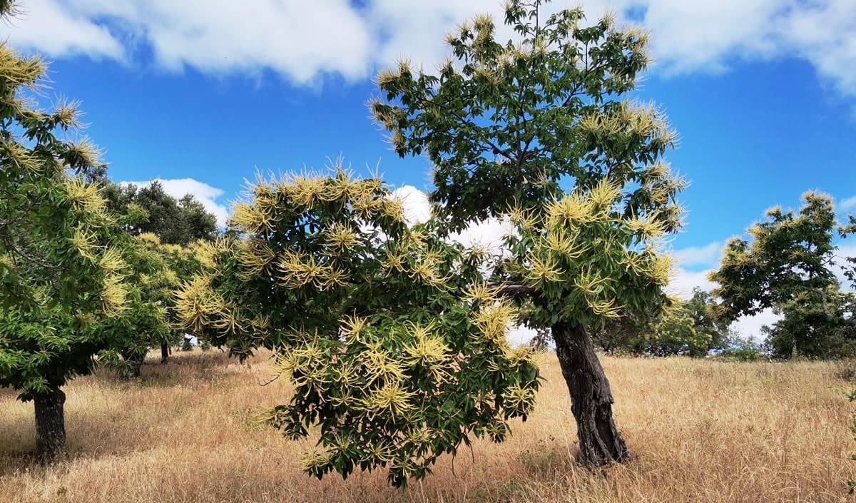 4 soveværelse Finca/Landehus til salg i Cortegana med swimmingpool garage - € 520.000 (Ref: 9037472)