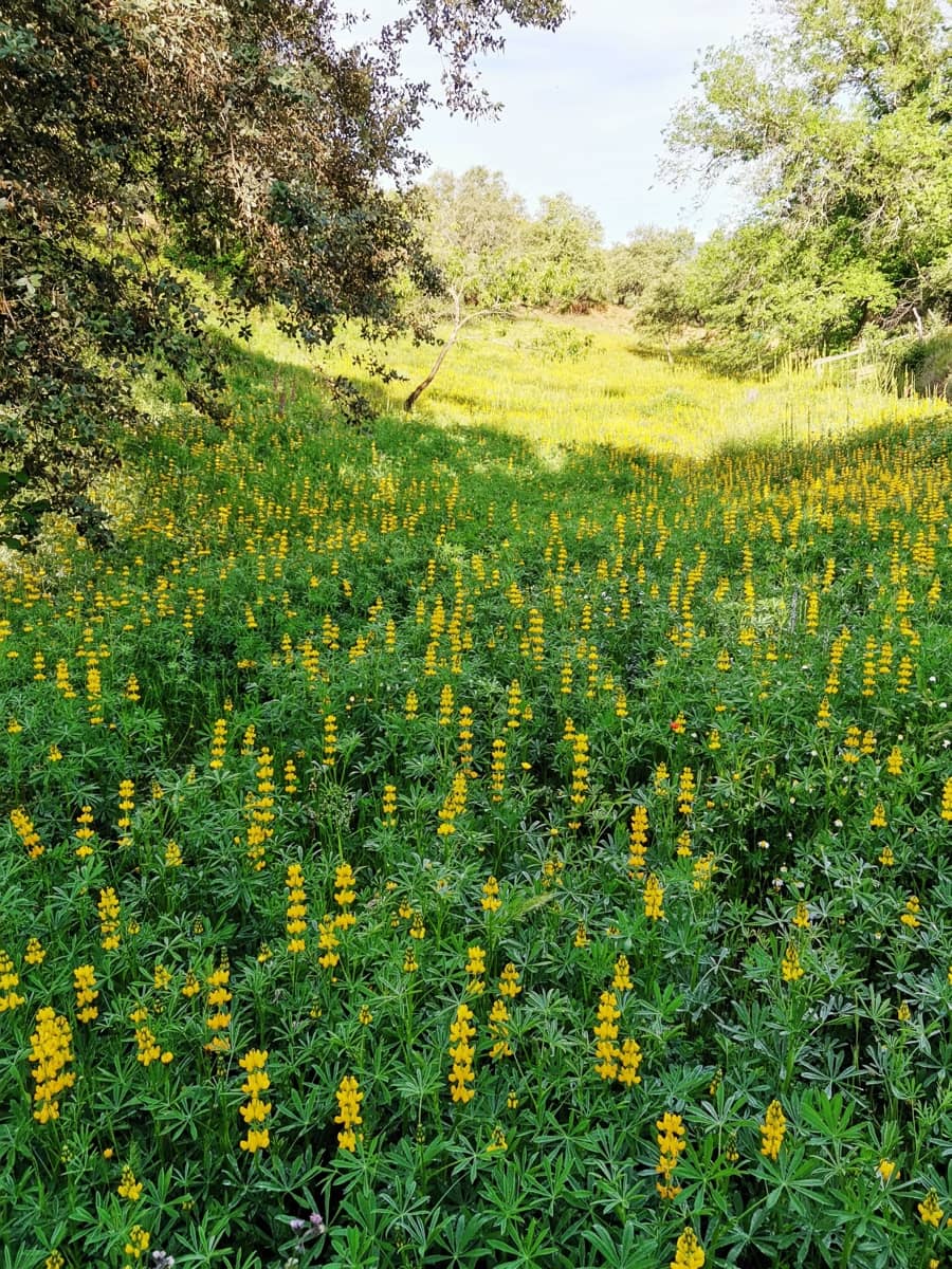 4 soveværelse Finca/Landehus til salg i Cortegana med swimmingpool garage - € 520.000 (Ref: 9037472)