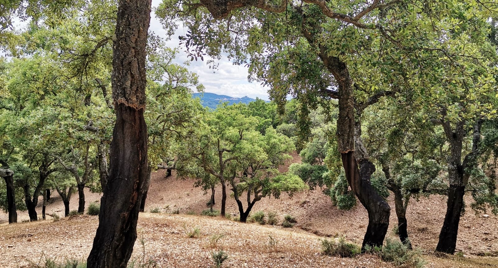 4 soveværelse Finca/Landehus til salg i Cortegana med swimmingpool garage - € 520.000 (Ref: 9037472)