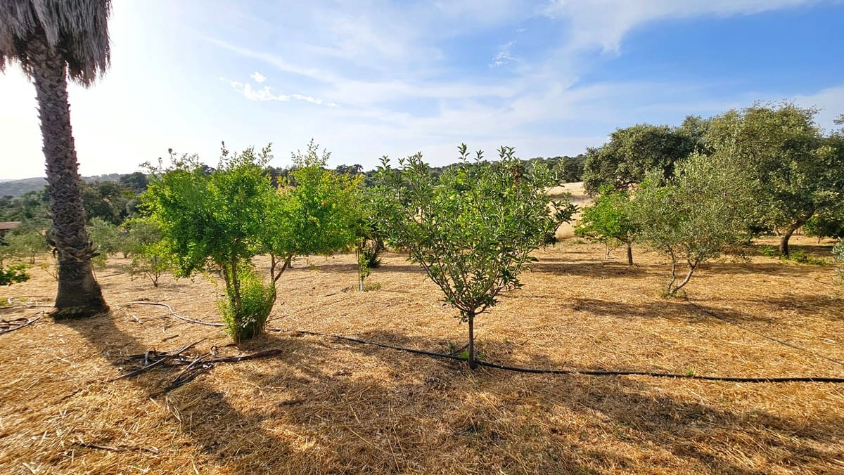 10 soverom Finca/Herregård til salgs i El Castillo de las Guardas med svømmebasseng - € 575 000 (Ref: 9131415)