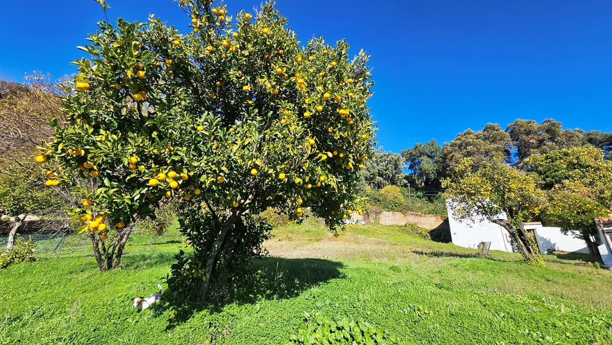 5 bedroom Finca/Country House for sale in Alajar - € 590,000 (Ref: 9471054)
