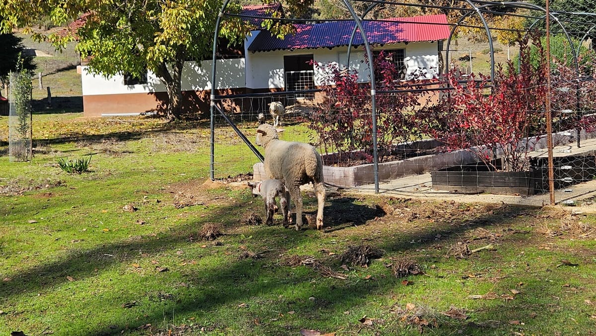 Finca/Casa Rural de 4 habitaciones en Cortelazor en venta con piscina - 398.000 € (Ref: 9471055)