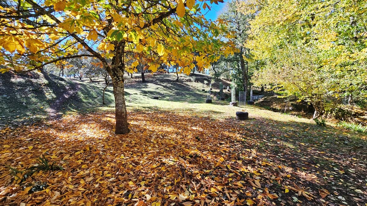 Finca/Casa Rural de 4 habitaciones en Cortelazor en venta con piscina - 398.000 € (Ref: 9471055)