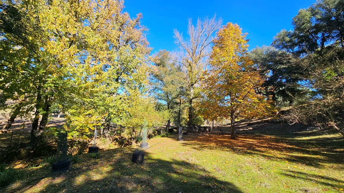 Finca/Casa Rural de 4 habitaciones en Cortelazor en venta con piscina - 398.000 € (Ref: 9471055)