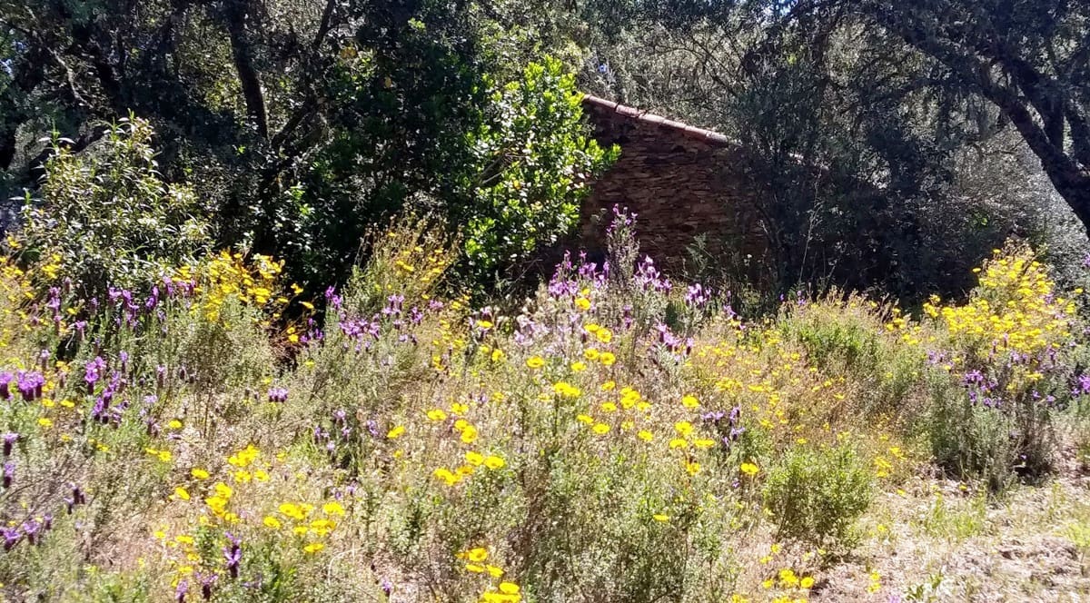 3 soveværelse Finca/Landehus til salg i Los Marines med swimmingpool - € 295.000 (Ref: 9541738)